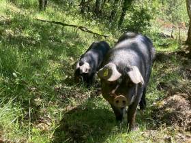 agenda Dordogne Visite truffes et porcs noirs