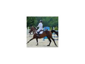 agenda Dordogne Concours équestre