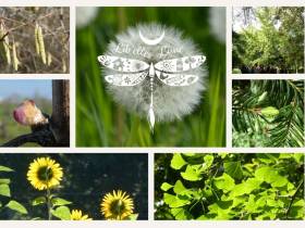 agenda Dordogne Atelier : découverte de la Gemmothérapie