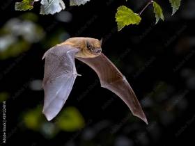 agenda Dordogne Eté actif : soirée chauve-souris