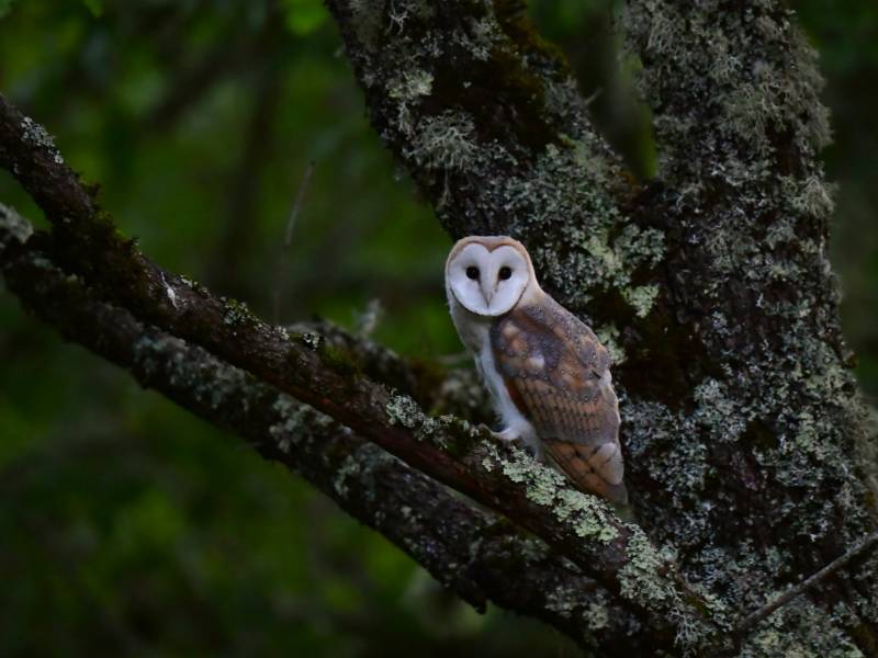 Nuit de la Chouette et Marché de Producteurs à Chenaud