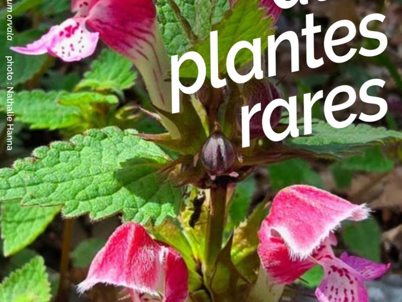 Foire aux plantes rares