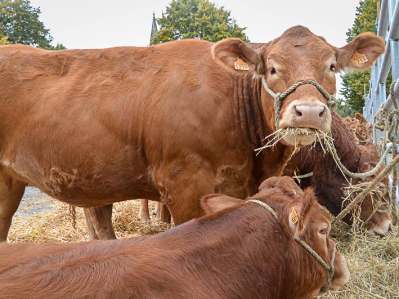 Comice agricole