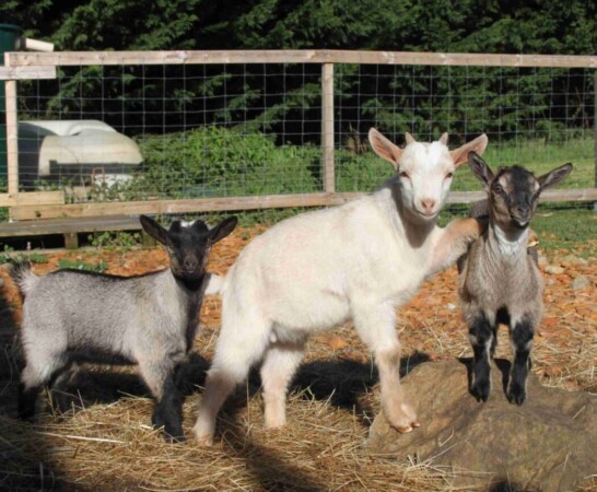 La Casa della Felicità