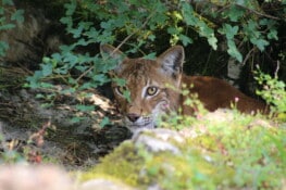 Parco Animalier De Gramat