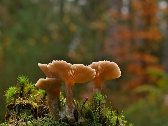 Sortie mycologique