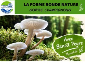 Sortie champignons