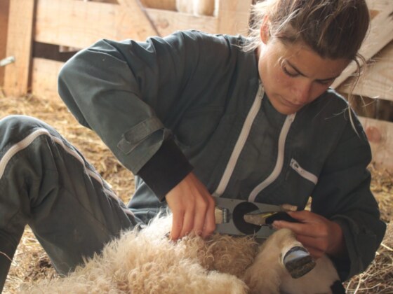 Le champ des femmes