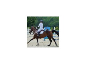 Concours équestre